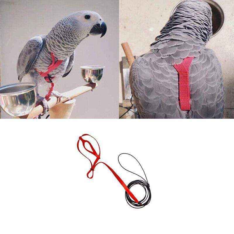Outdoor Parrot Harness with Adjustable Bird Leash for Safe Flying