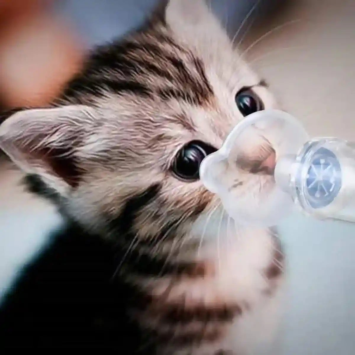 Pet Aerosol Room Cat and Dog Inhaler Mask Handheld Inhaler