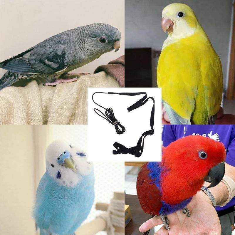 Outdoor Parrot Harness with Adjustable Bird Leash for Safe Flying