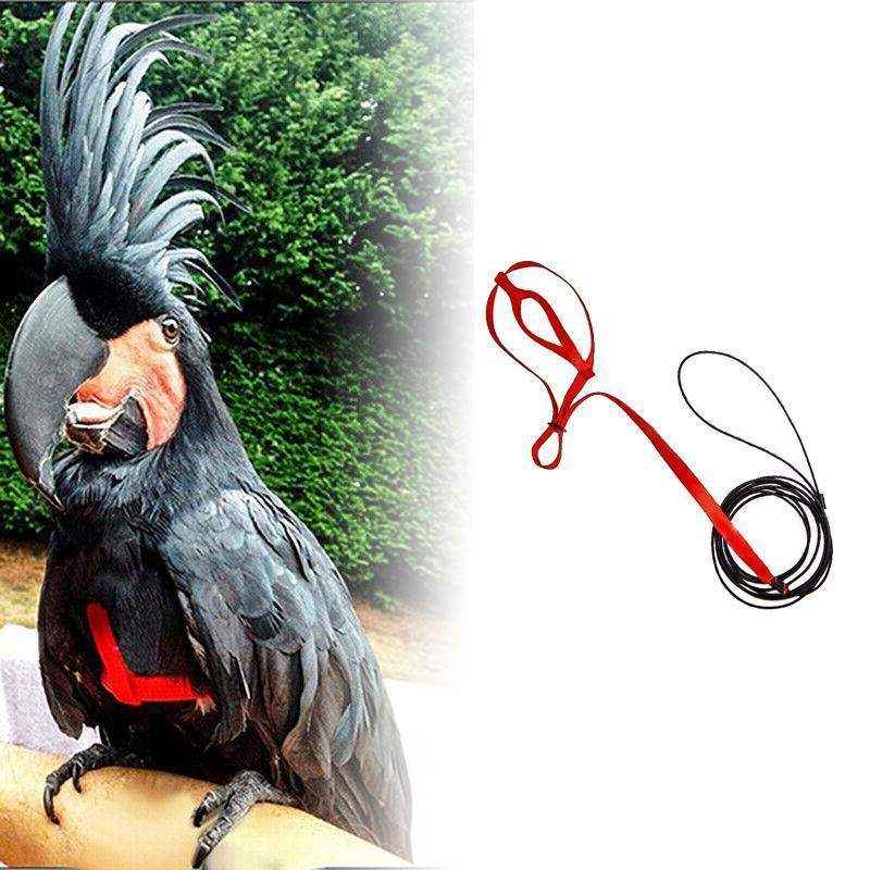 Outdoor Parrot Harness with Adjustable Bird Leash for Safe Flying
