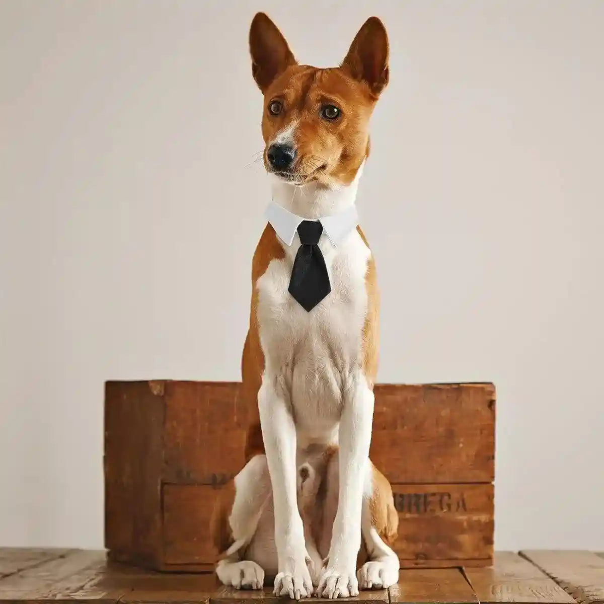 Designer Dog Collars & Designer Cat Collar Set Bow Tie and Necktie Design