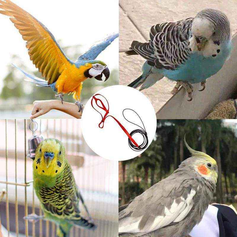 Outdoor Parrot Harness with Adjustable Bird Leash for Safe Flying