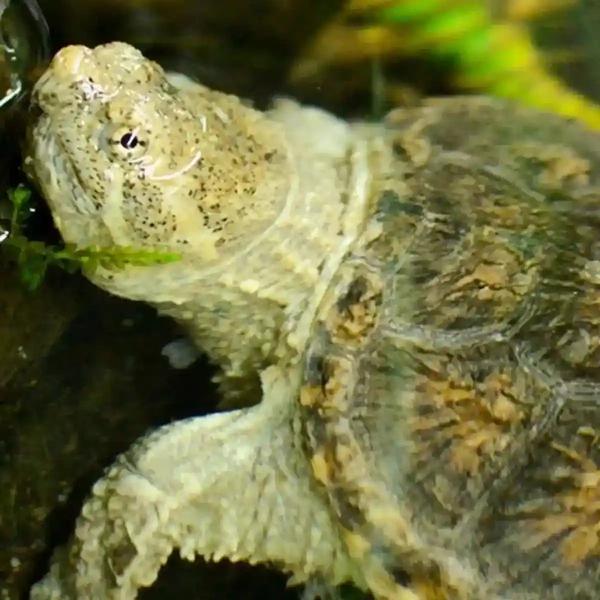 Water Quality Stabilizer for Fish & Turtle Tanks 250ml