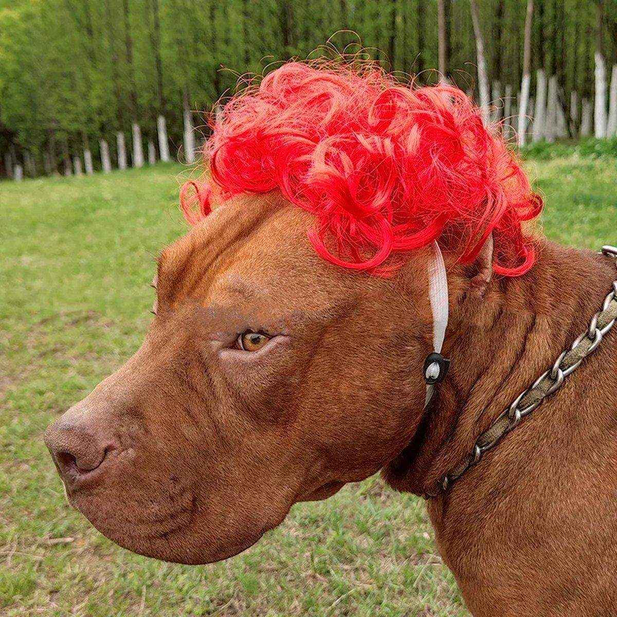 Stylish Funny Pet Wig With Bangs Fun and Comfortable