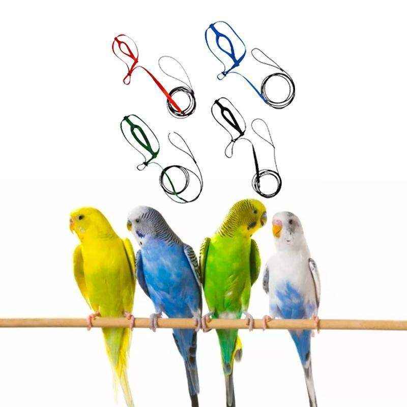 Parrot wearing outdoor bird leash in garden