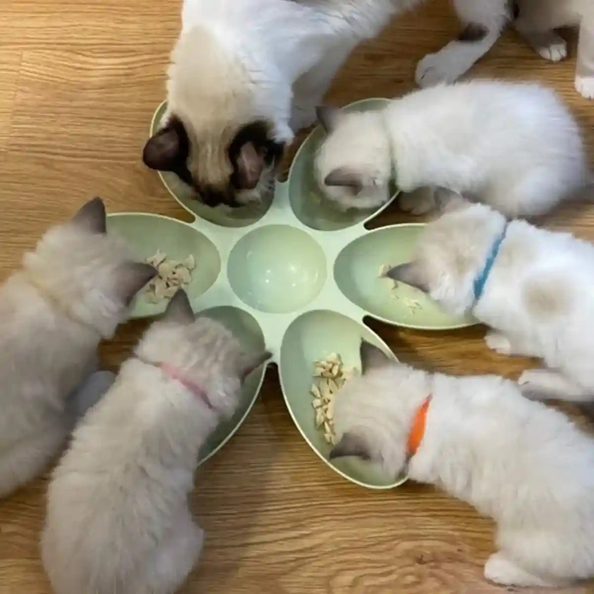 Petal-Shaped Multi-Cat Feeding Bowl