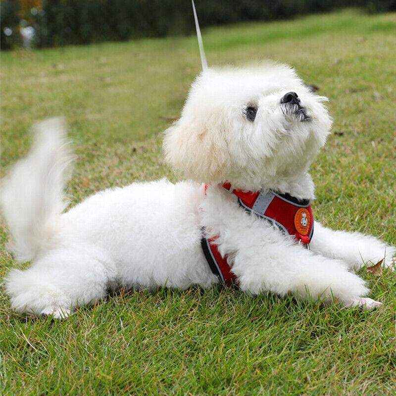 Soft Reflective Dog Vest Harness with Leash for Safe Walks