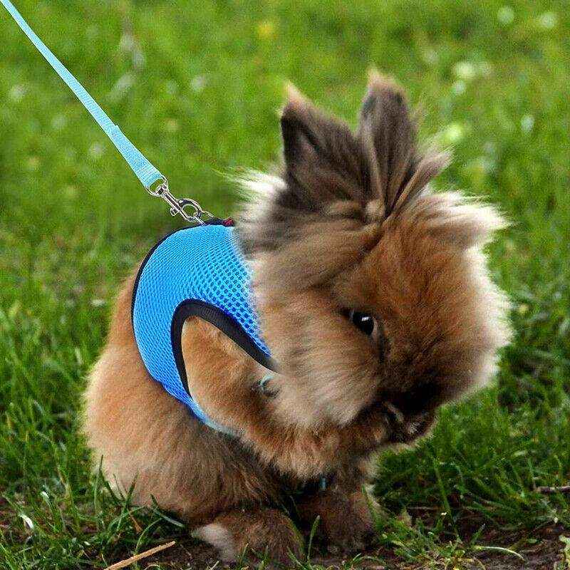 Adjustable Mesh Rabbit Harness with Leash for Small Pets