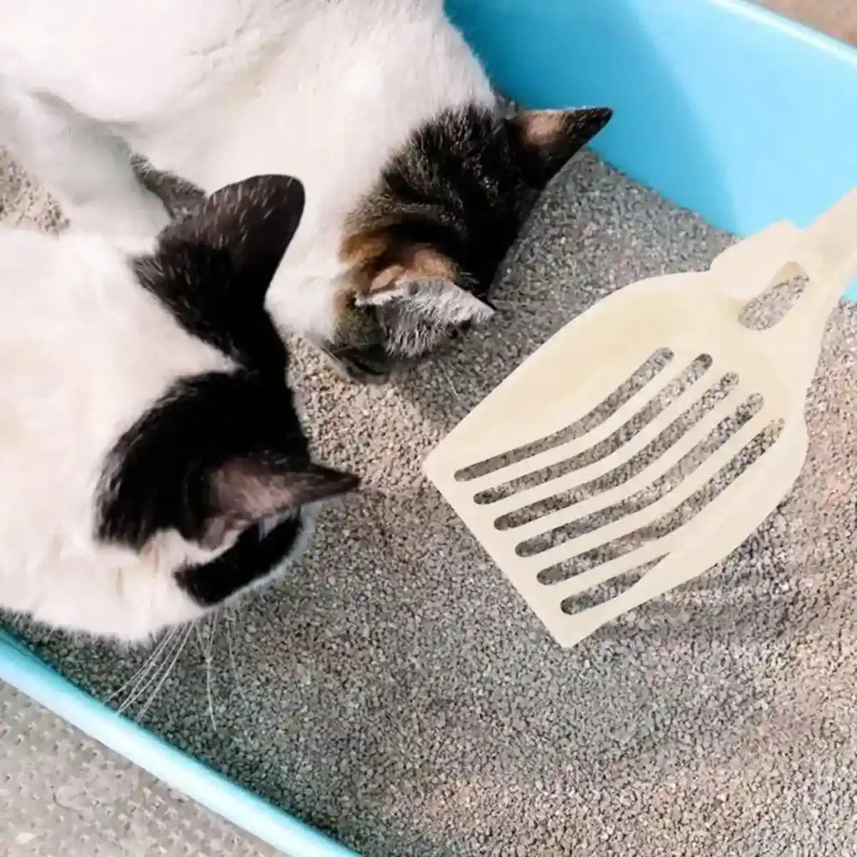 8PCS Cat Litter Scoop Pet Poop Scooper