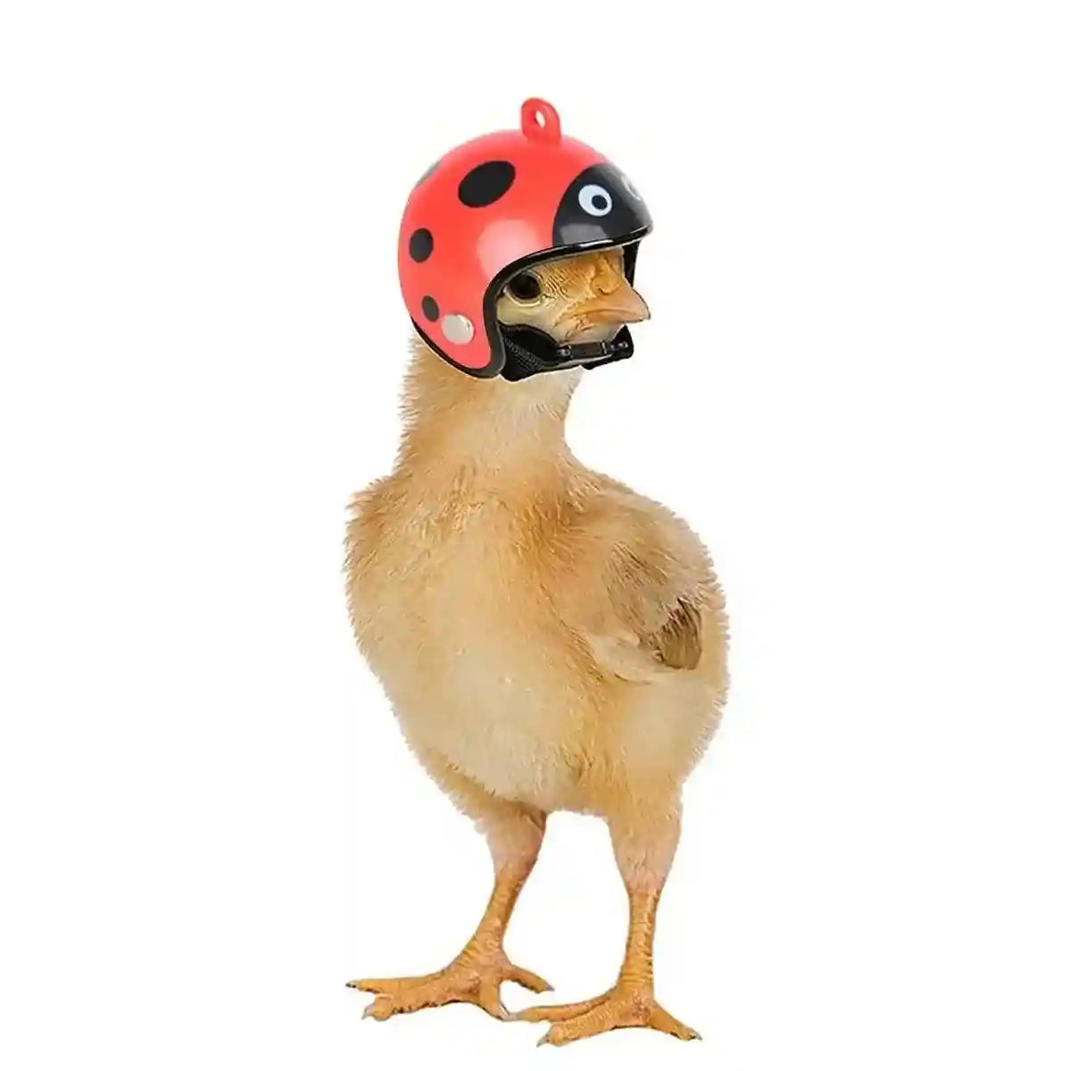 2PCS Mini Pet Chicken Helmet Protective Headgear Set
