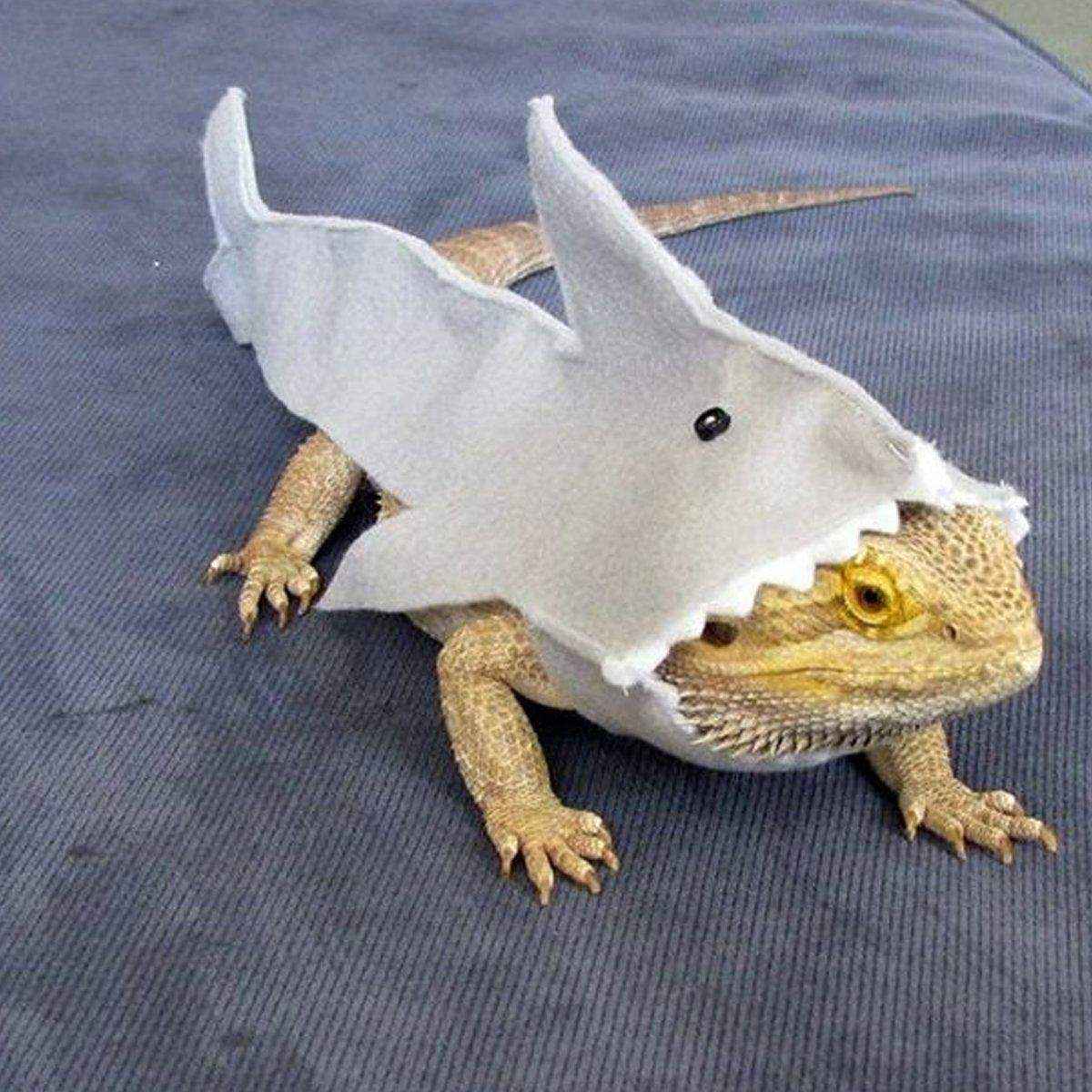 Lizard Shark Costume for Small Pets Adorable Reptile Outfit for Halloween Party