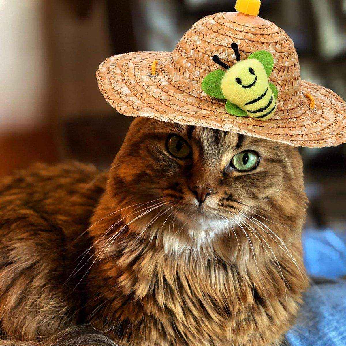Pet Straw Hat Bamboo Dragonfly Cat And Dog Headwear Puppy Sun Hat Decoration