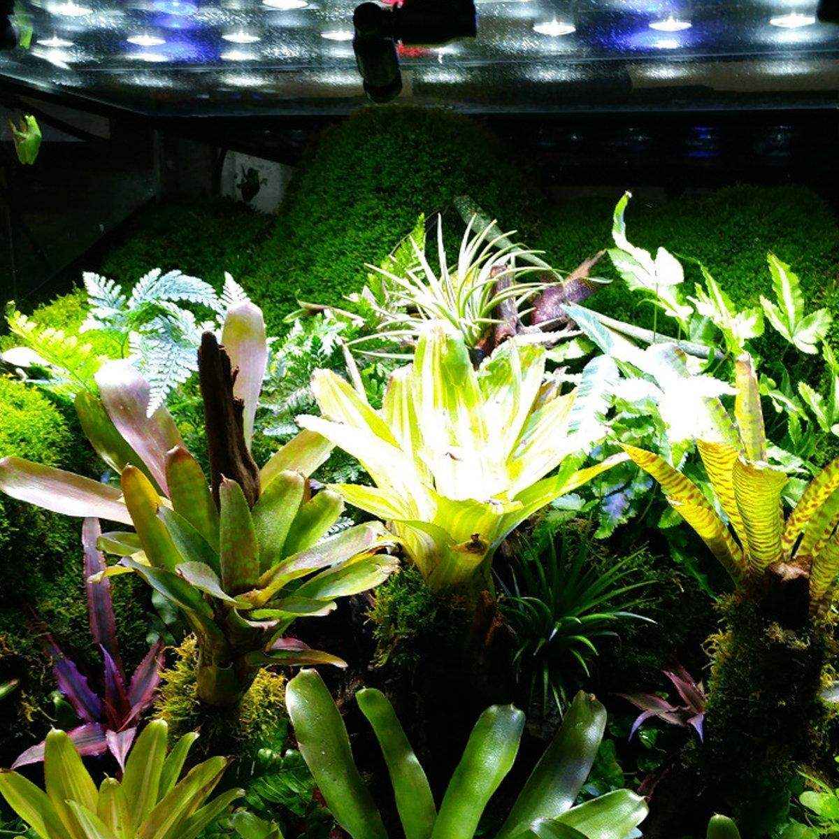 Reptile Pet Keeping Ecological Landscape Rainforest Tank Spray Atomization Spray Small Bone Spray