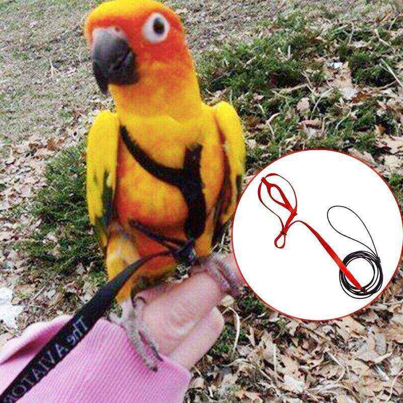 Outdoor Parrot Harness with Adjustable Bird Leash for Safe Flying