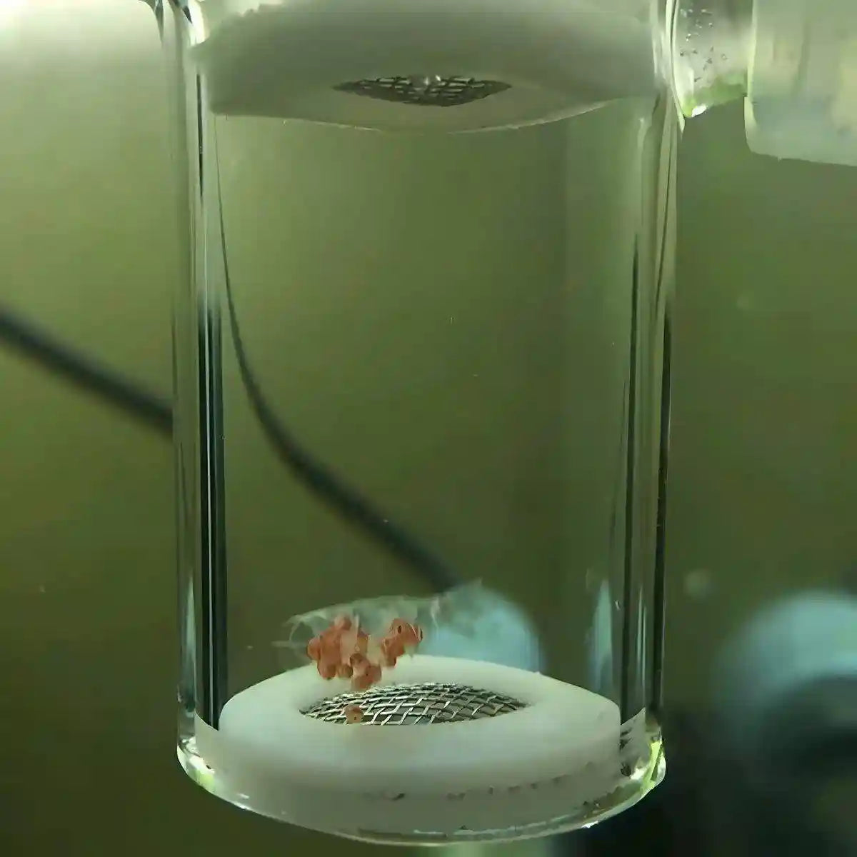 Glass Shrimp Incubator - Efficient CO2 Fertilization System