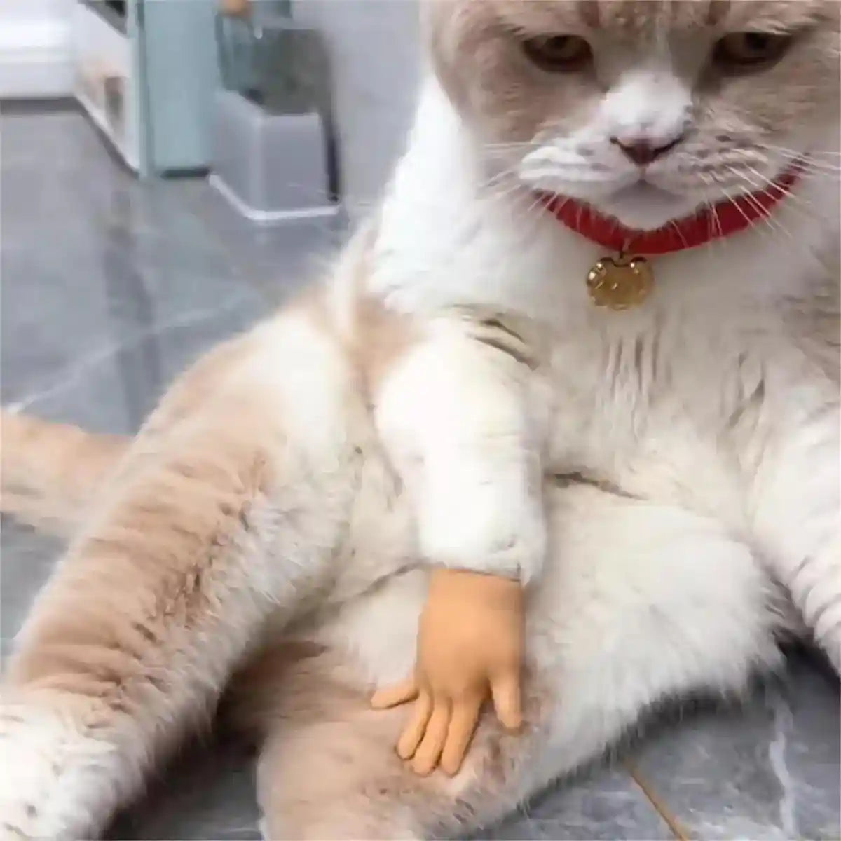 6PCS Cute Cat Finger Covers Soft Rubber Stretchy Mini Simulation Hands Fun Toy