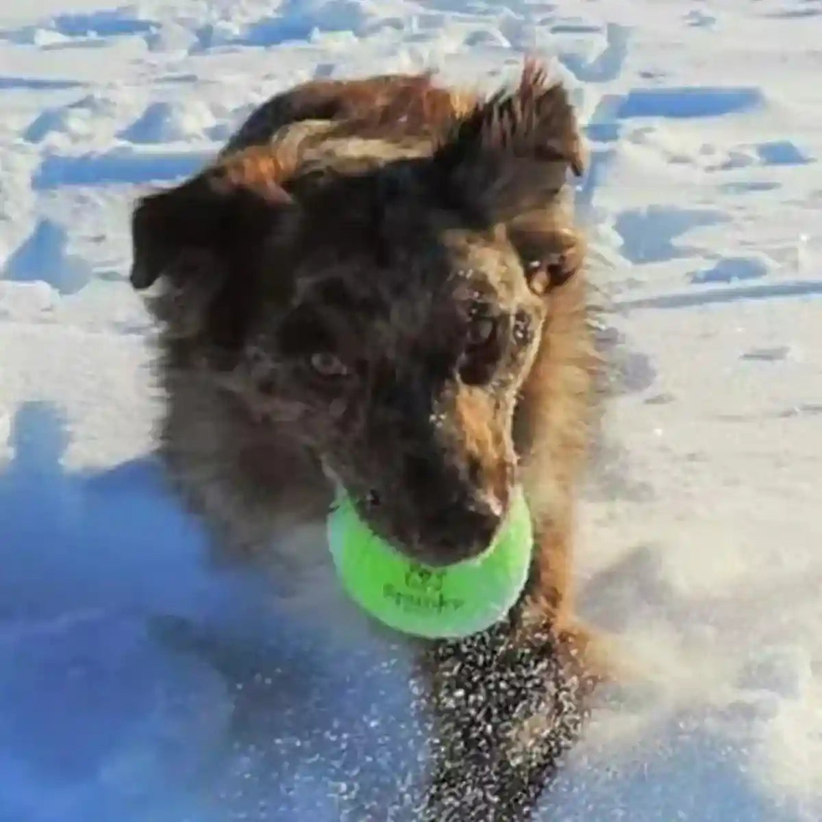 Spunky Pup Fetch & Glow Ball