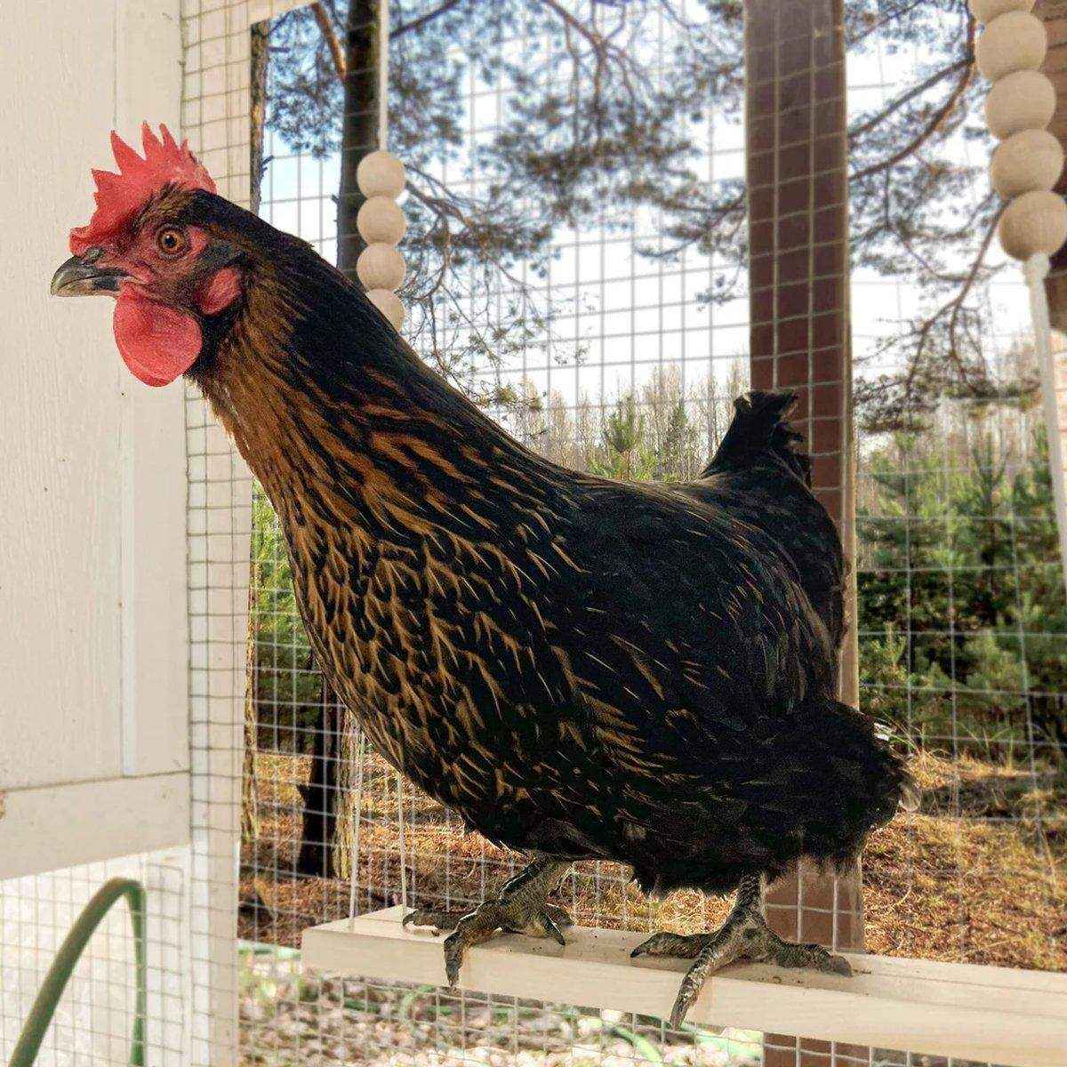 Durable Wooden Chicken Swing for Outdoor Poultry Coops