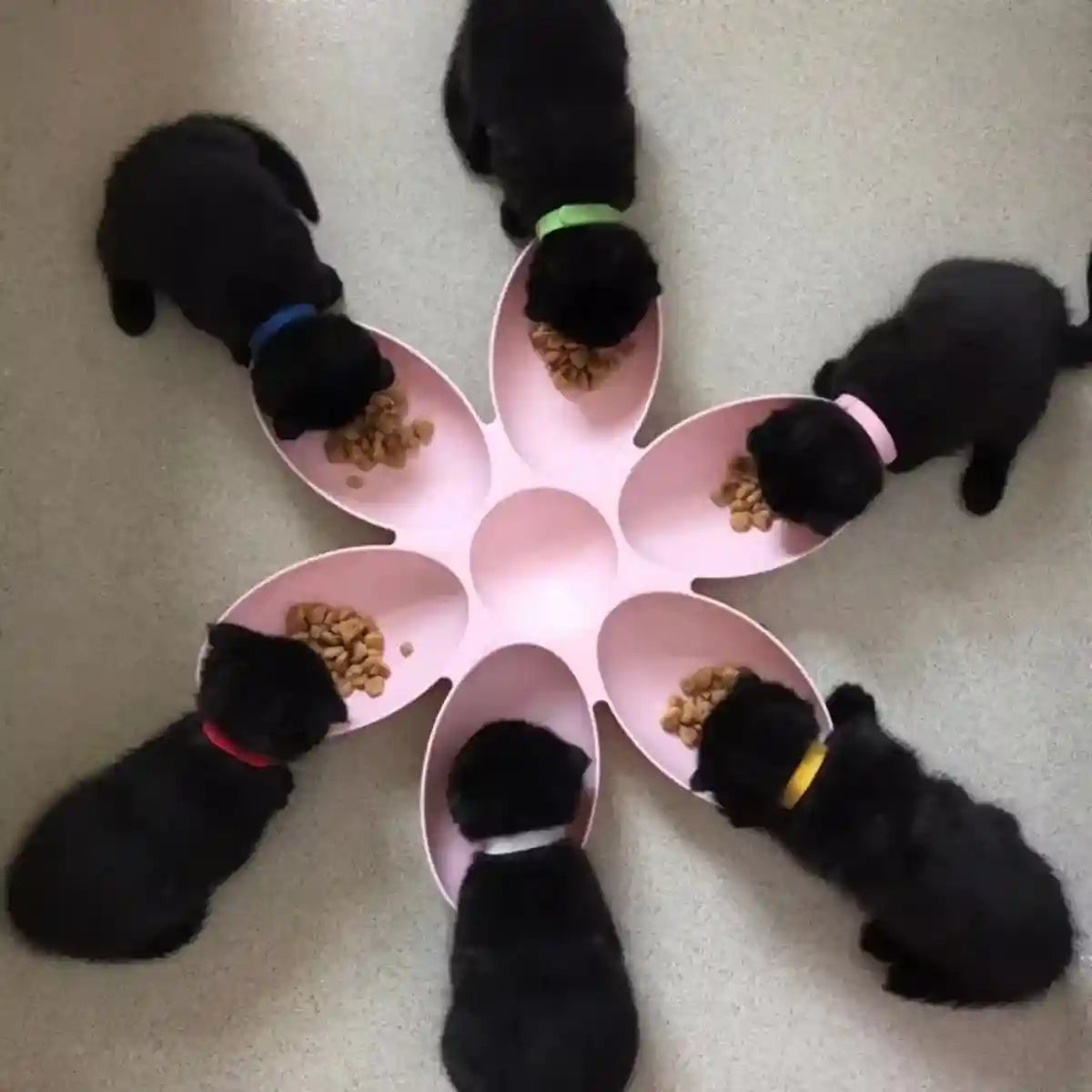 Petal-Shaped Multi-Cat Feeding Bowl