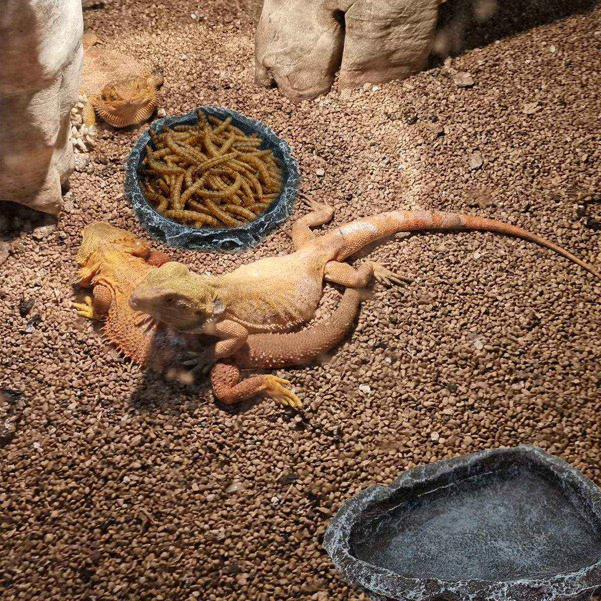 2 Pack Reptile Water Dish Food Bowl Rock Worm Feeder for Leopard Gecko Lizard