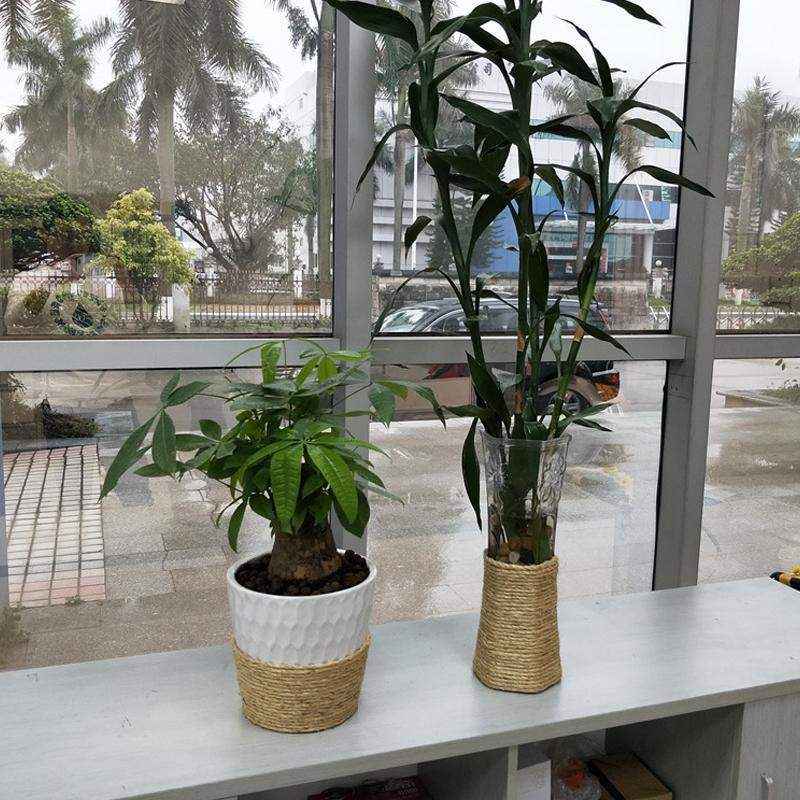 Premium Sisal Rope for Cats