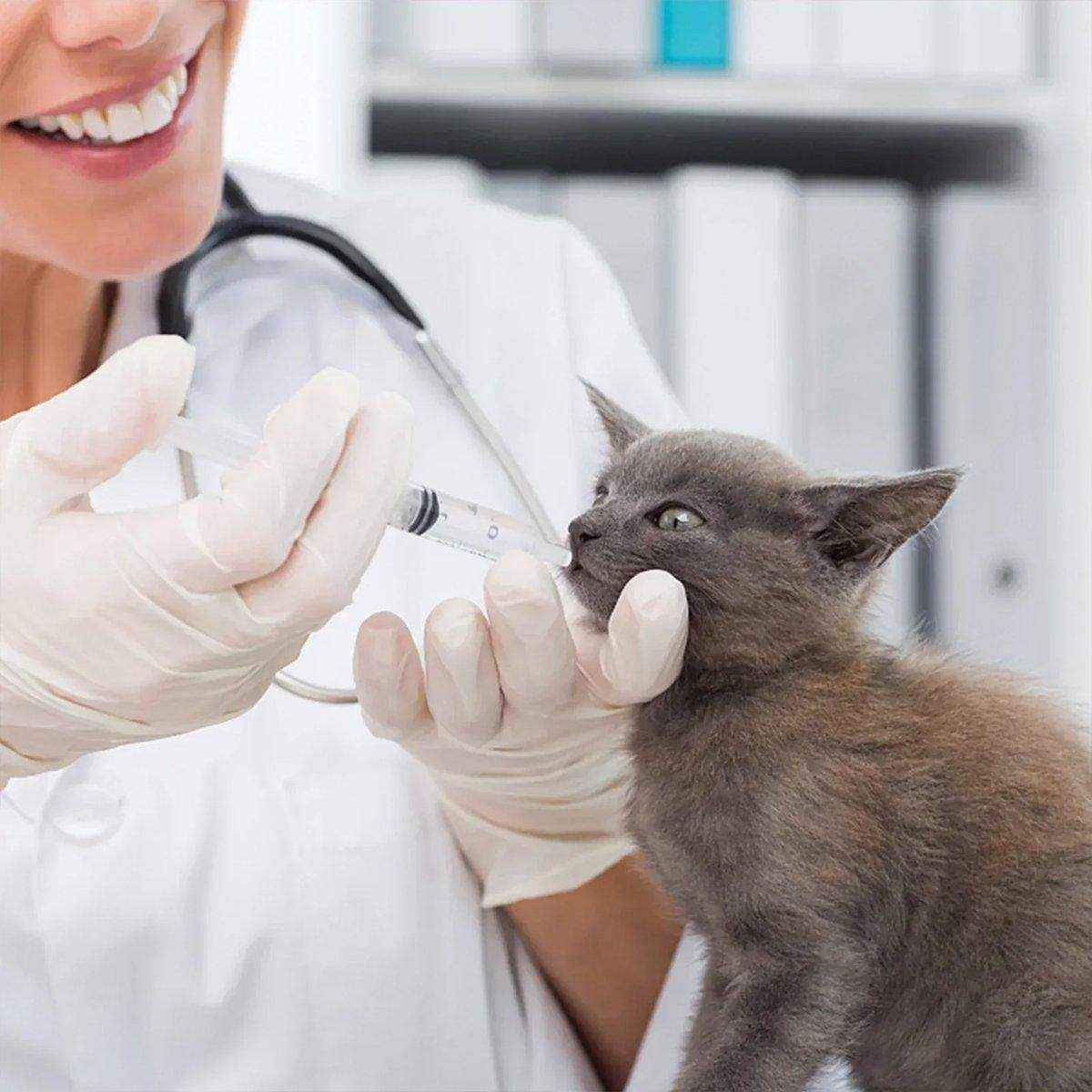 Kitten Puppy Pet Feeding Syringe Feeder Cat Dog Nursing Bottle with Pacifier