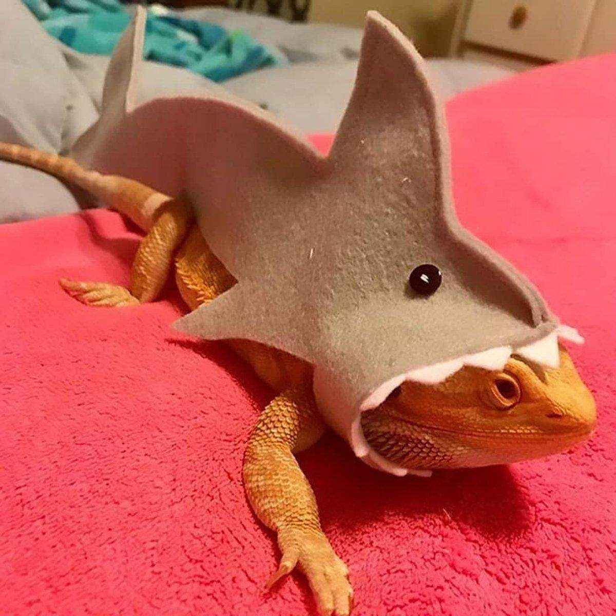 Lizard Shark Costume for Small Pets Adorable Reptile Outfit for Halloween Party