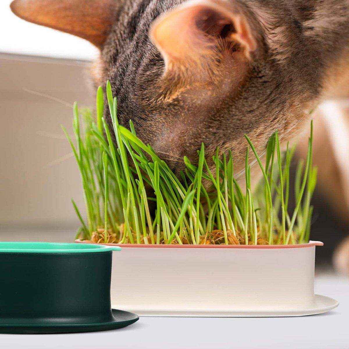 Stylish Hydroponic Catnip Growing Box