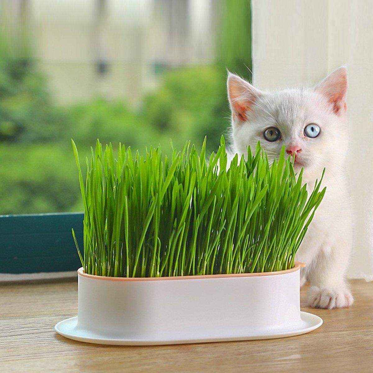 Stylish Hydroponic Catnip Growing Box