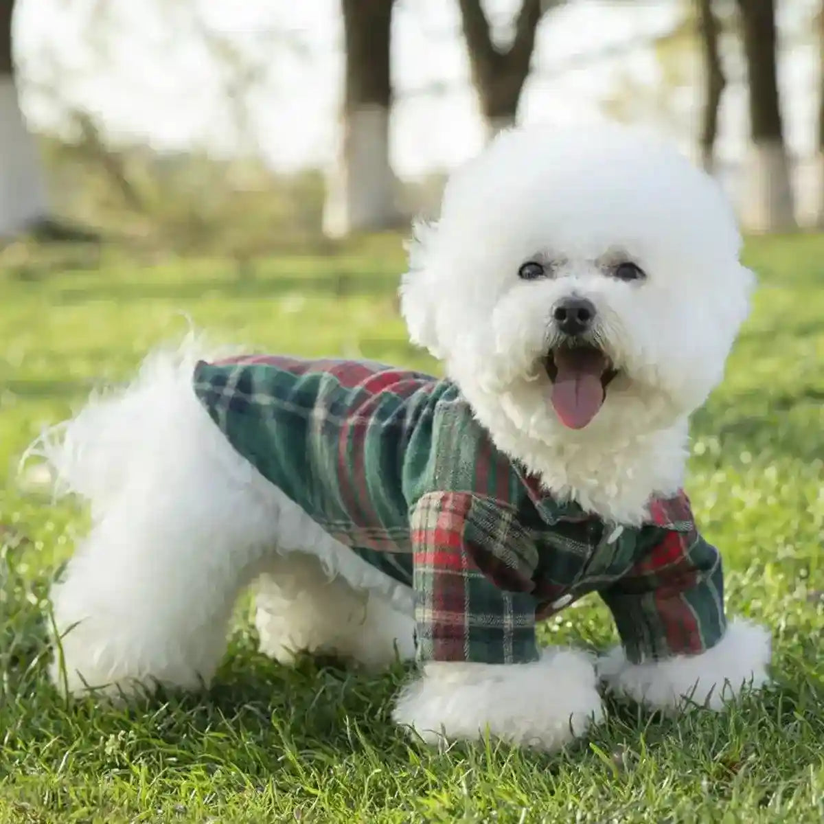 Medium And Large Dog Dog Cat Corgi Chai Dog Shirt Suit Dress