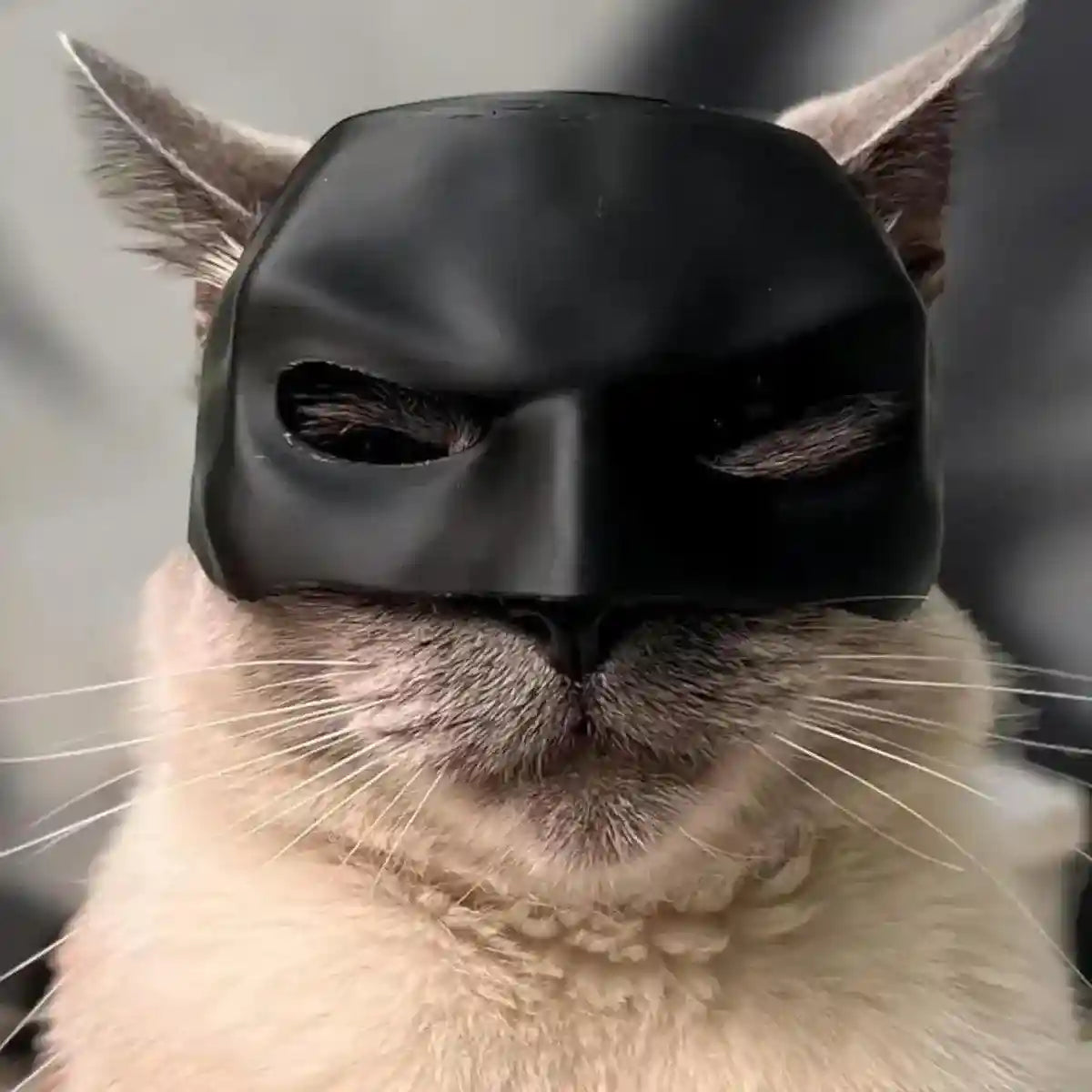 Halloween Bat Mask Cat Mask Pet Costume Accessories