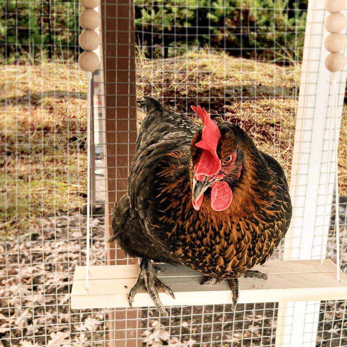 Durable Wooden Chicken Swing for Outdoor Poultry Coops