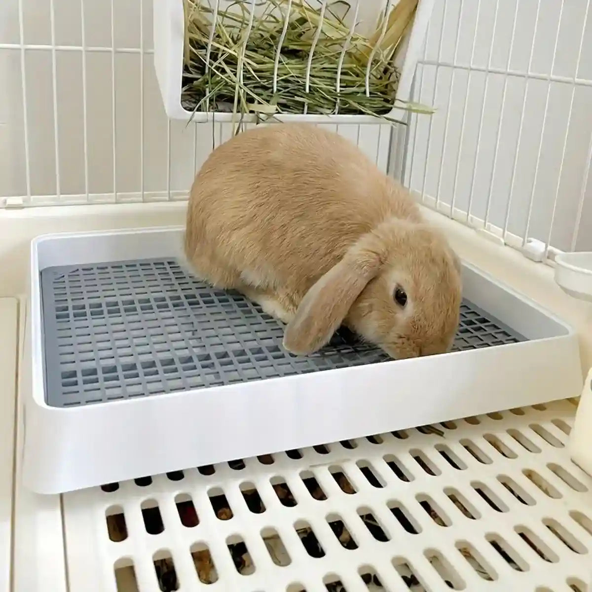 Large Rabbit Litter Box with High-Sided Design