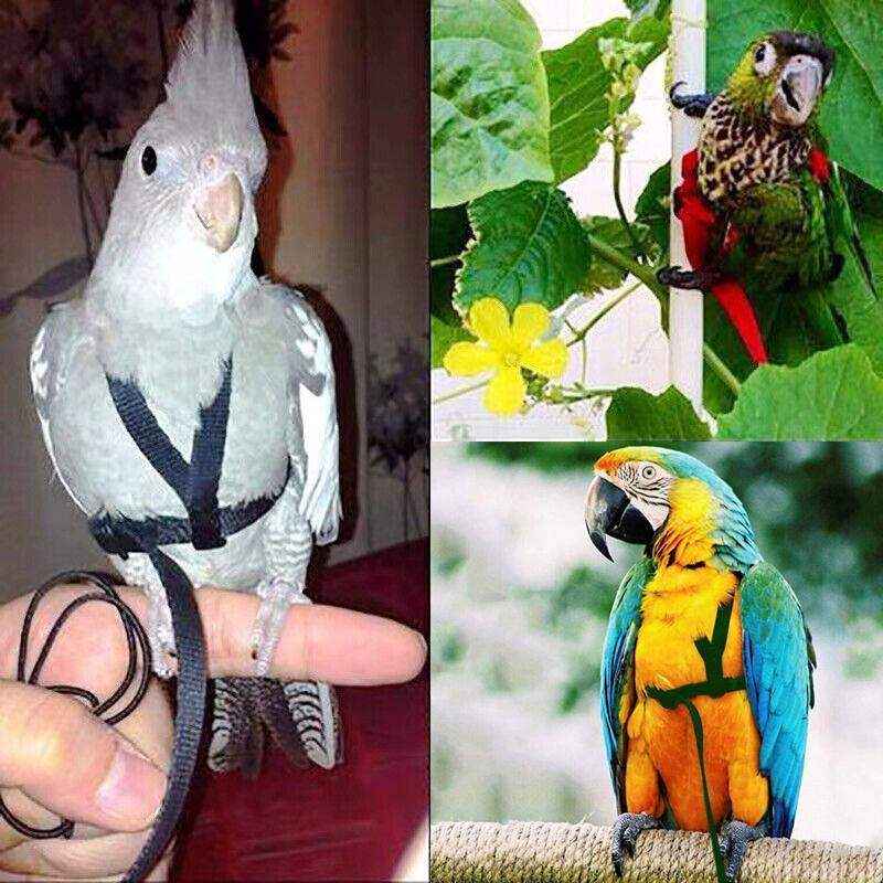 Outdoor Parrot Harness with Adjustable Bird Leash for Safe Flying