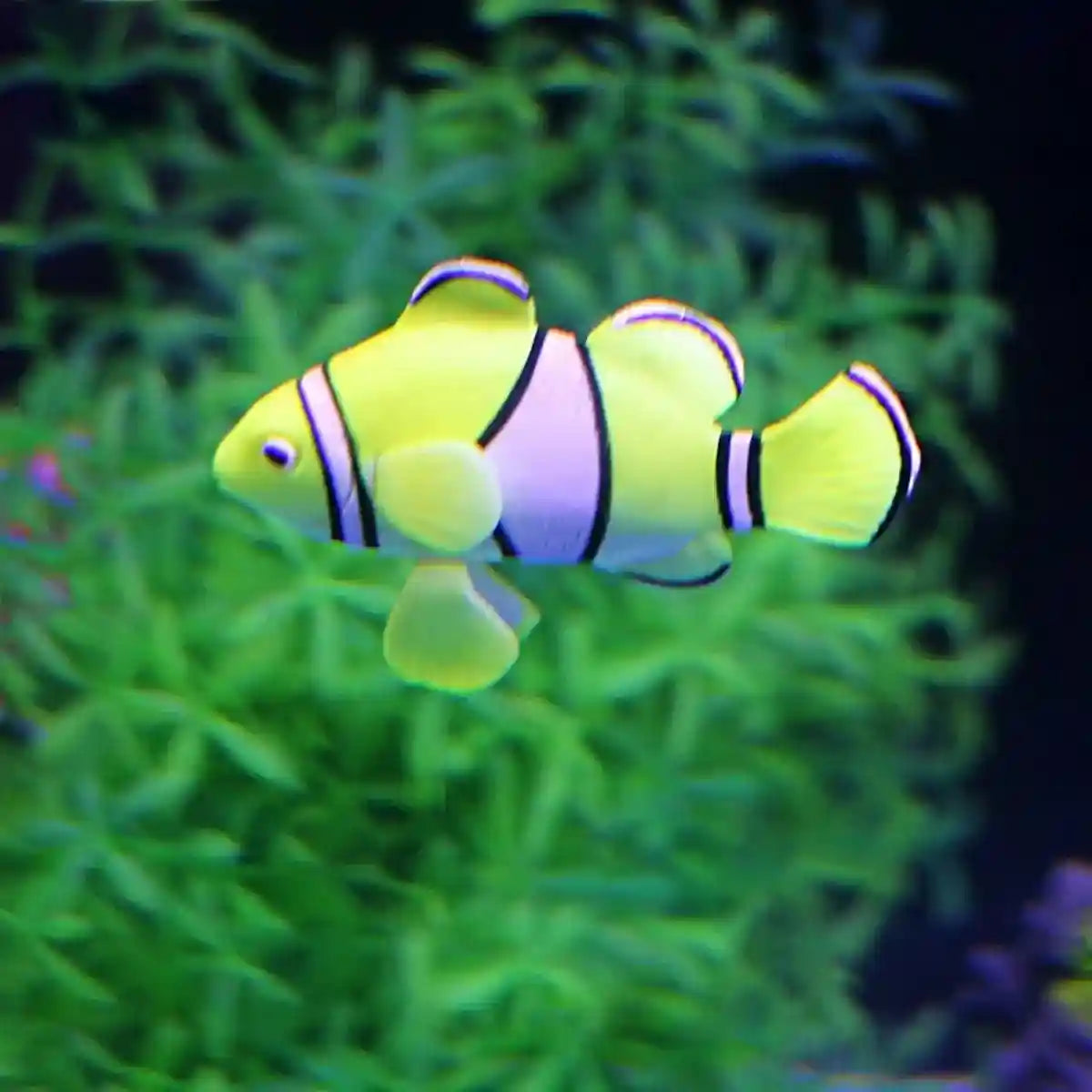 Artificial Aquarium Fish Decorations Silicone Betta Moving Floating Small Fish