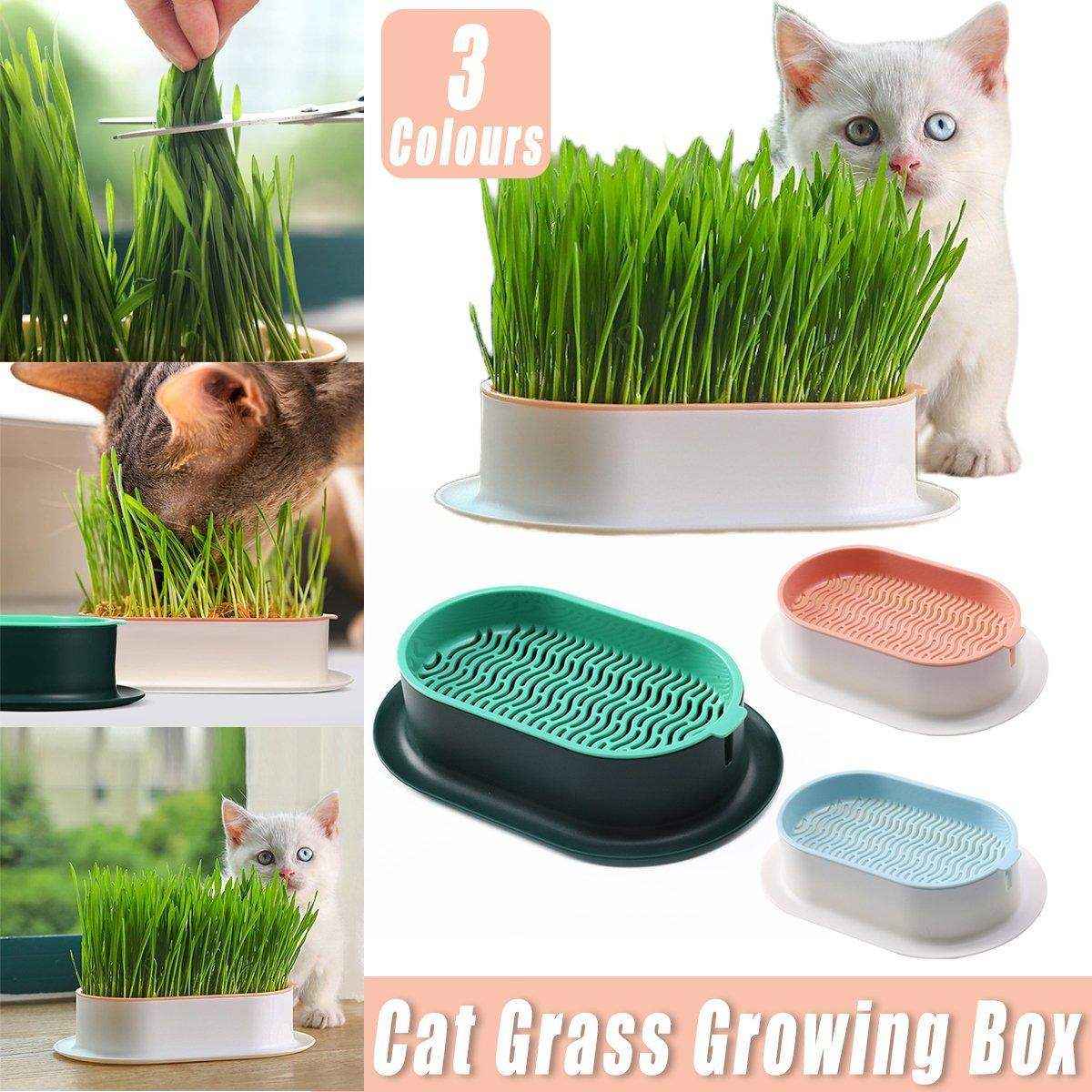 Stylish Hydroponic Catnip Growing Box