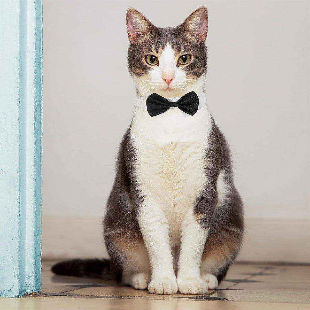Designer Dog Collars & Designer Cat Collar Set Bow Tie and Necktie Design