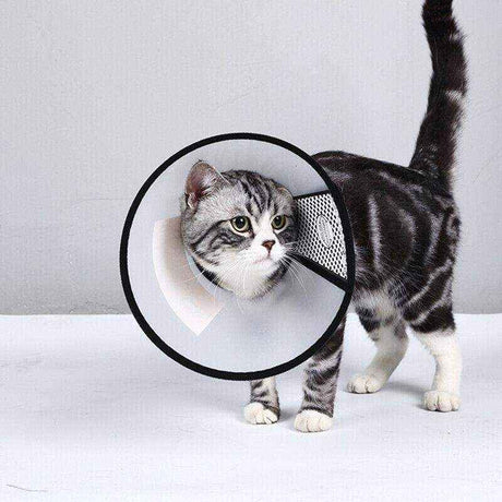 Lightweight and Protective Dog Cone Collar