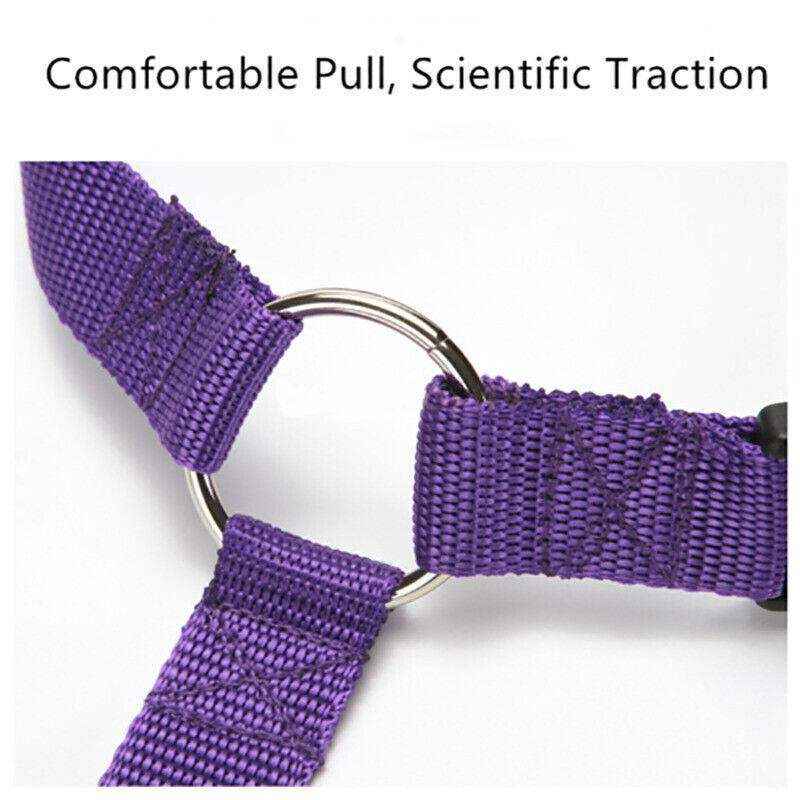 Adjustable Dog Seat Belt in various colors