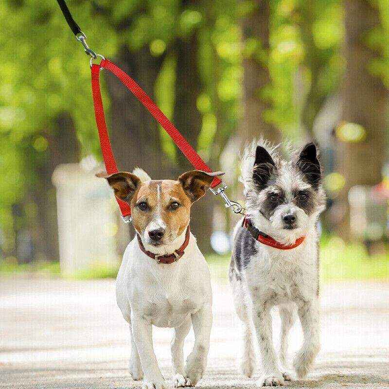 Double dog lead in red with metal coupler for walking two dogs