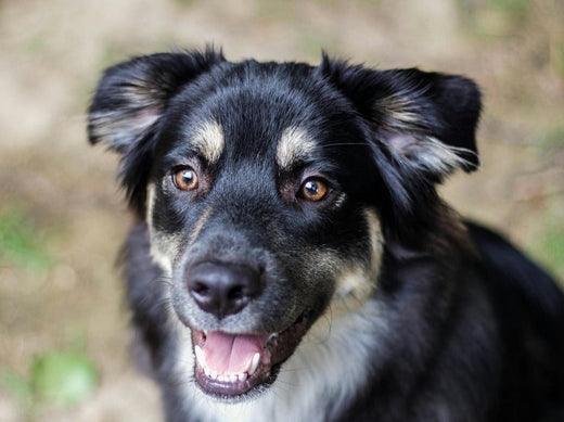 a black and white dog with expressive brown eyes