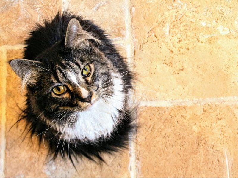 A fluffy gray and white cat with striking eyes is peeking out from a corner