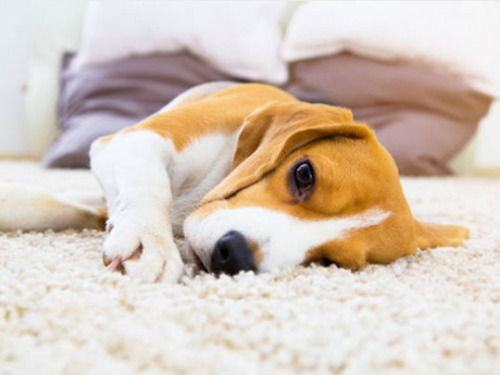 What to Do When Your Dog Has Diarrhea？