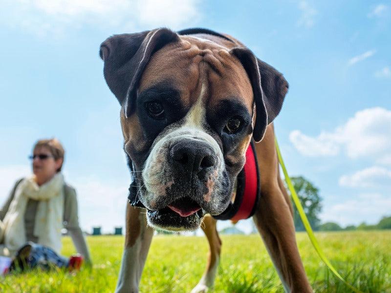 a boxer dog wearing a red harness, standing on a grassy field