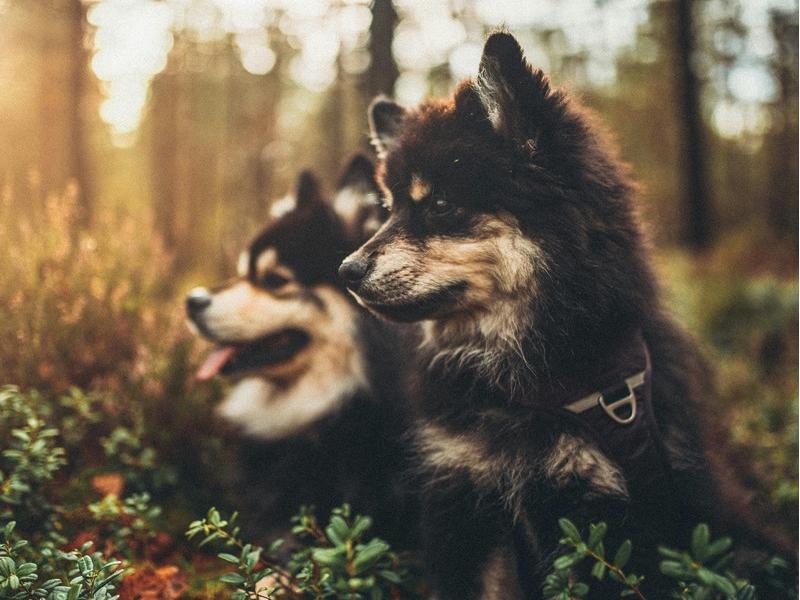 Can Dogs See in the Dark?