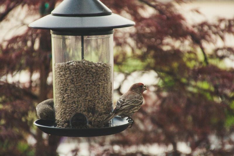 How to Make a Bird Feeder？