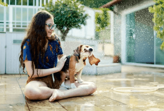 A young woman is giving a beagle a bath