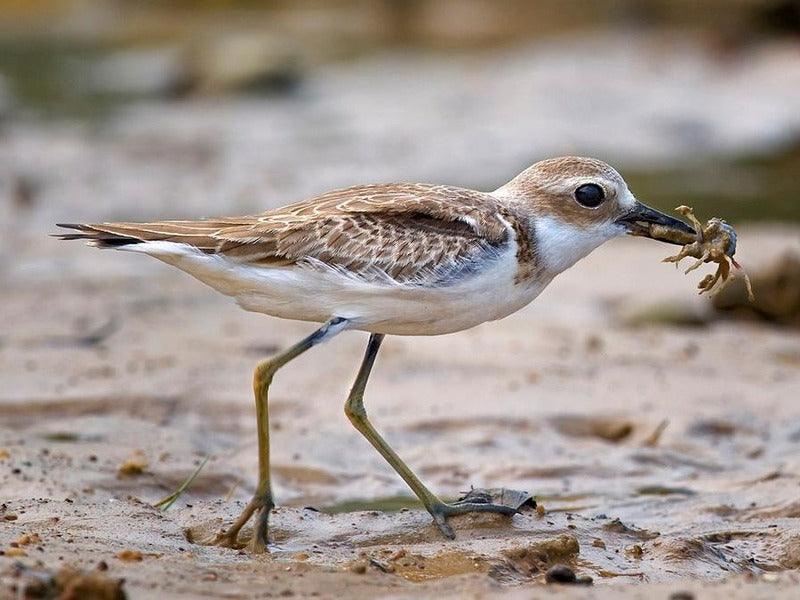 How to Get Rid of Plover Birds?