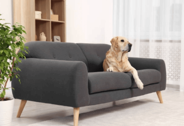 A golden retriever is lounging on a gray sofa in a bright, cozy living room.