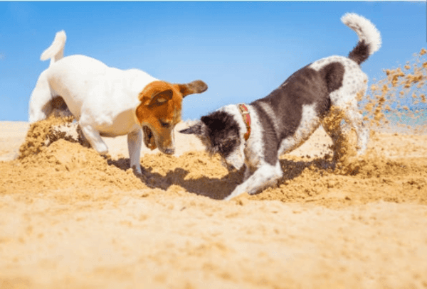Two dogs are enthusiastically digging in the sand 